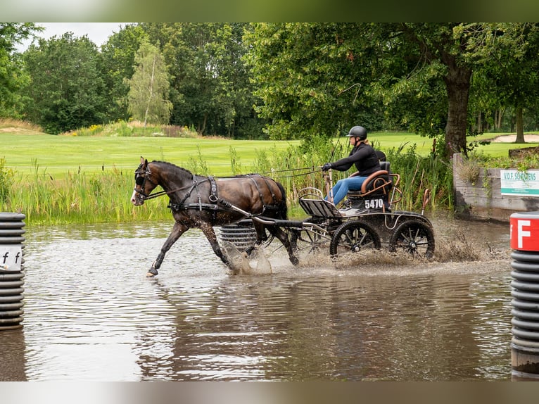 Welsh-PB Giumenta 13 Anni 150 cm Baio in Wapserveen