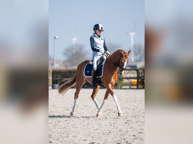 Welsh-PB Giumenta 14 Anni 144 cm Sauro in Oudkarspel