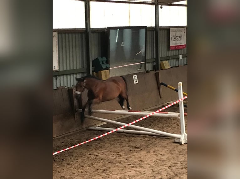 Welsh-PB Giumenta 17 Anni 153 cm Baio in Boostedt