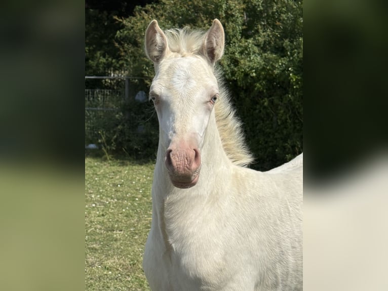 Welsh-PB Giumenta 1 Anno 150 cm Perlino in Bleiswijk