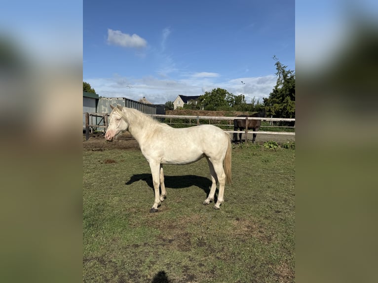 Welsh-PB Giumenta 1 Anno 150 cm Perlino in Bleiswijk