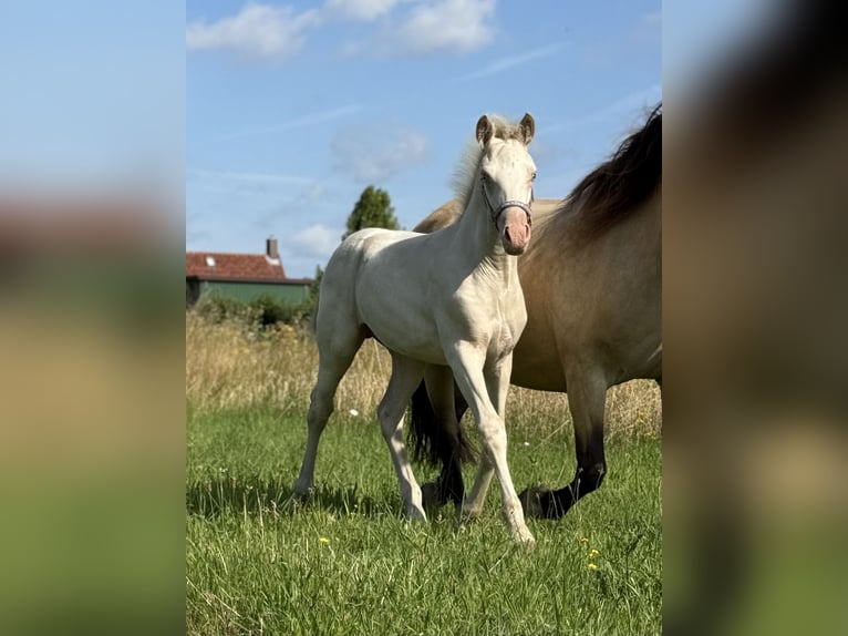 Welsh-PB Giumenta 1 Anno 150 cm Perlino in Bleiswijk