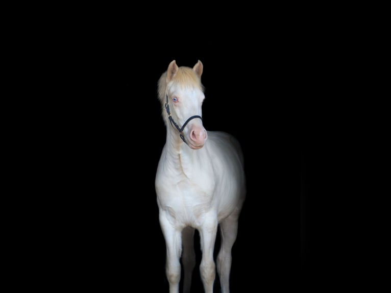 Welsh-PB Giumenta 1 Anno 150 cm Perlino in Bleiswijk
