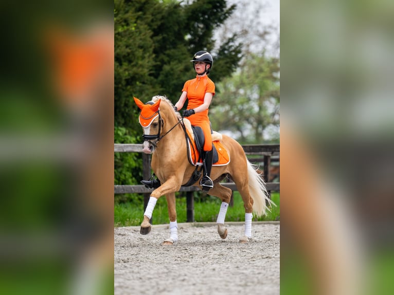 Welsh-PB Giumenta 1 Anno 150 cm Perlino in Bleiswijk