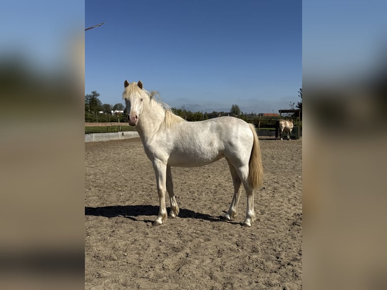 Welsh-PB Giumenta 1 Anno 150 cm Perlino in Bleiswijk