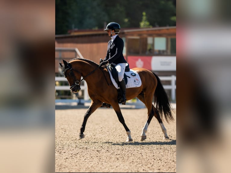 Welsh-PB Giumenta 1 Anno Baio ciliegia in Šumperk