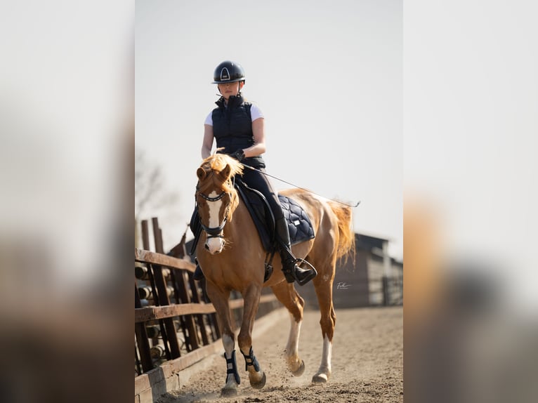 Welsh-PB Giumenta 20 Anni Sauro in Beek en Donk
