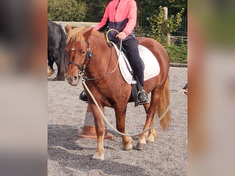 Welsh-PB Giumenta 3 Anni 115 cm in LA TRINITE