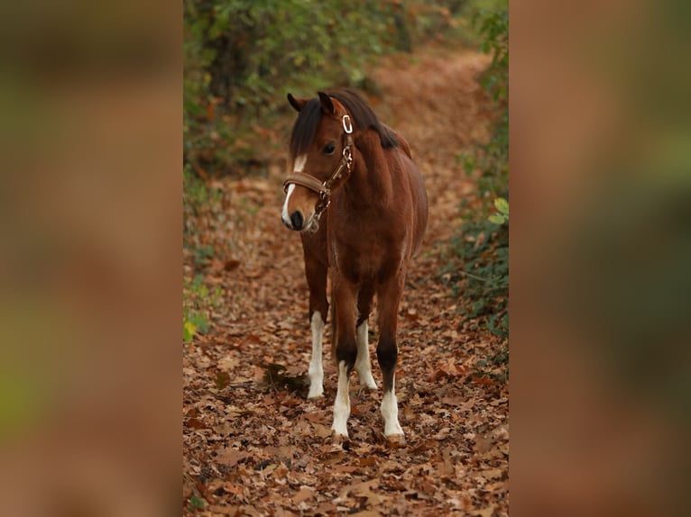 Welsh-PB Giumenta 3 Anni 125 cm Baio in Aalten