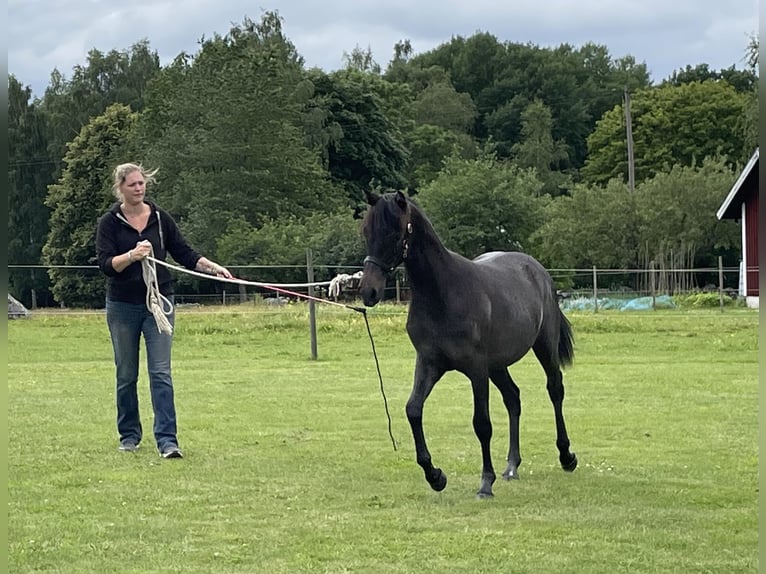 Welsh-PB Giumenta 3 Anni 136 cm Grigio in Emmaboda