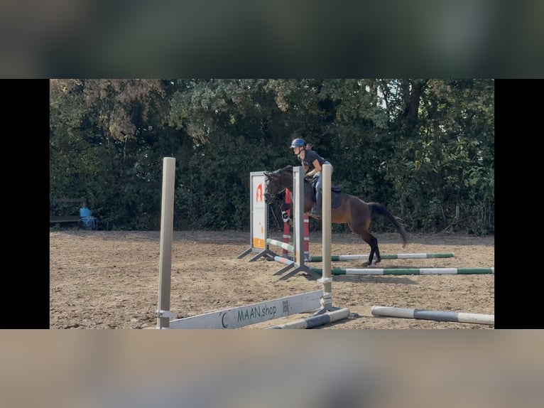Welsh-PB Giumenta 3 Anni 143 cm Baio scuro in Oirsbeek