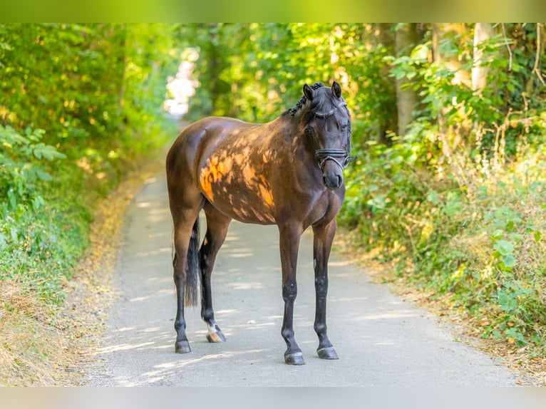 Welsh-PB Giumenta 3 Anni 143 cm Baio scuro in Oirsbeek