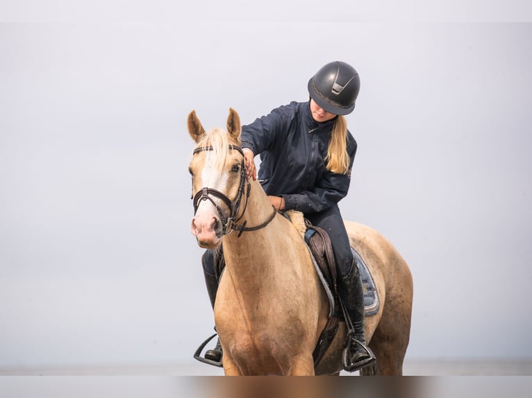 Welsh-PB Giumenta 4 Anni 145 cm Palomino in Raddestorf