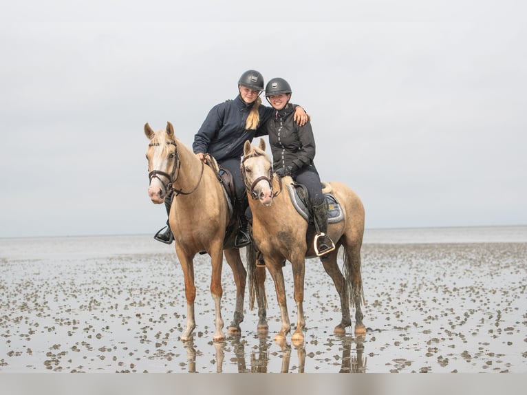 Welsh-PB Giumenta 4 Anni 145 cm Palomino in Raddestorf