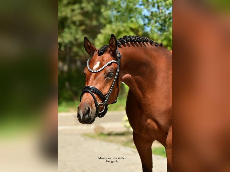 Welsh-PB Giumenta 4 Anni 147 cm Baio in Veldhoven