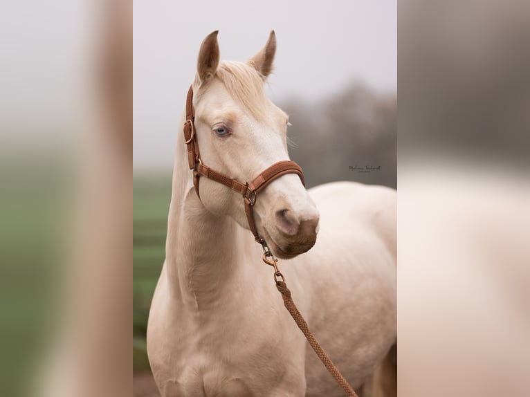 Welsh-PB Giumenta 4 Anni 150 cm Cremello in Goch