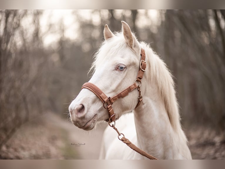 Welsh-PB Giumenta 4 Anni 150 cm Cremello in Goch