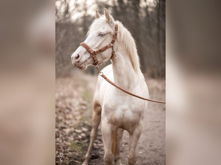 Welsh-PB Giumenta 4 Anni 150 cm Cremello in Goch