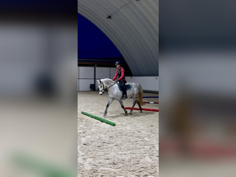 Welsh-PB Giumenta 5 Anni 137 cm Bianco in Příbram