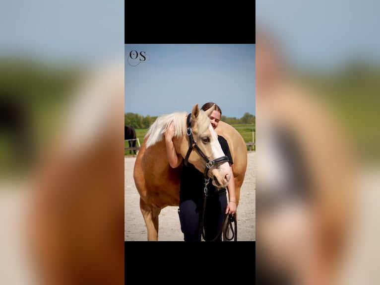 Welsh-PB Giumenta 5 Anni 145 cm Palomino in Oudendijk