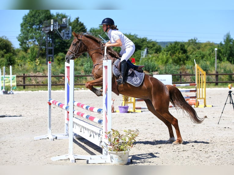 Welsh-PB Giumenta 7 Anni 156 cm Sauro scuro in Saint clair sur epte