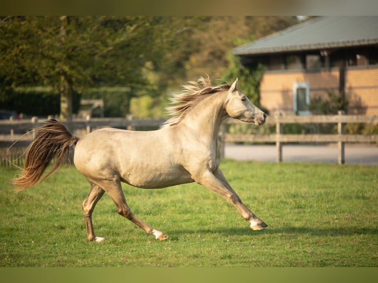 Welsh-PB Giumenta 8 Anni 140 cm Champagne in Bitgum