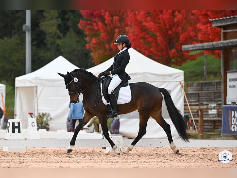 Welsh-PB Giumenta 8 Anni 146 cm Baio nero in La Chapelle Rambaud