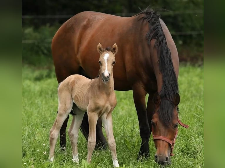 Welsh-PB Giumenta 9 Anni 153 cm Baio in Aalten