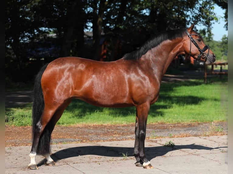 Welsh-PB Giumenta 9 Anni 153 cm Baio in Aalten