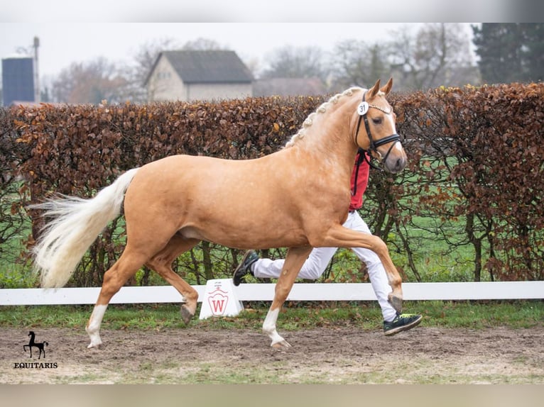 Welsh-PB Giumenta Puledri (06/2026) 144 cm Sauro in Mol