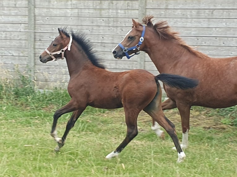 Welsh-PB Giumenta Puledri (04/2025) Baio in Weelde