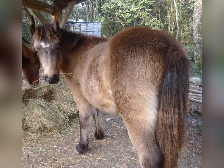 Welsh-PB Hengst 1 Jaar 110 cm Falbe in Saint Just et vacquiere