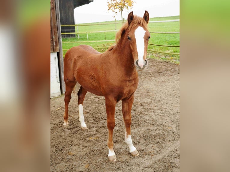 Welsh-PB Hengst 1 Jaar 132 cm Vos in St. Erhard