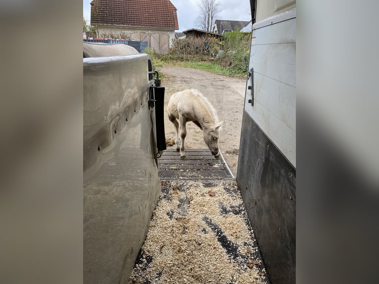 Welsh-PB Hengst 1 Jaar 150 cm Palomino in Norderstedt