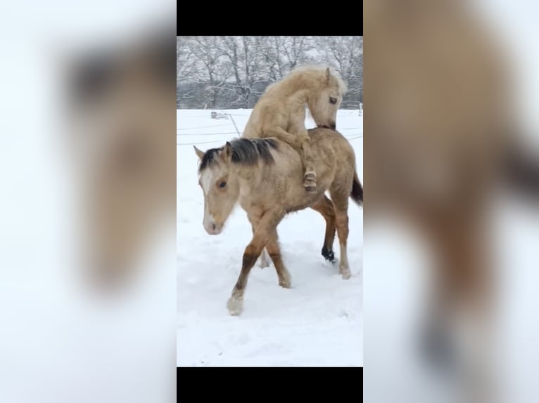 Welsh-PB Hengst 1 Jaar 150 cm Palomino in Norderstedt