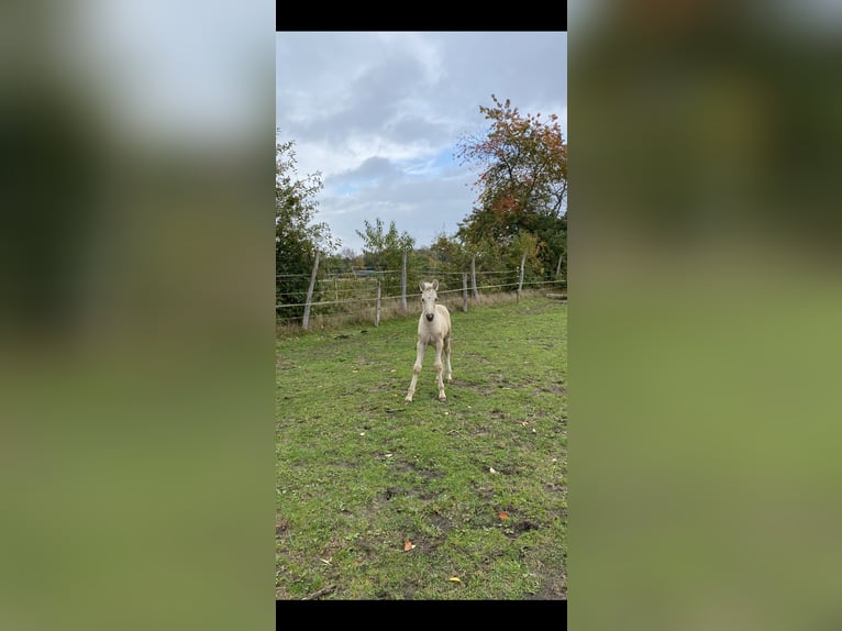 Welsh-PB Hengst 1 Jaar 150 cm Palomino in Norderstedt