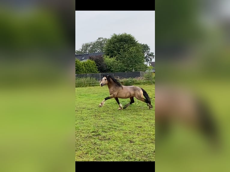Welsh-PB Hengst 1 Jaar 150 cm Palomino in Norderstedt