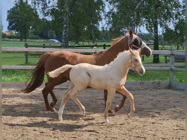 Welsh-PB Mix Hengst 1 Jaar 153 cm Palomino in Halle