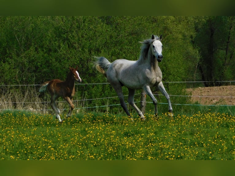 Welsh-PB Hengst 1 Jaar Donkere-vos in Chodová Planá