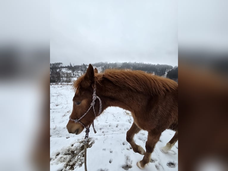 Welsh-PB Hengst 1 Jaar Donkere-vos in Chodová Planá