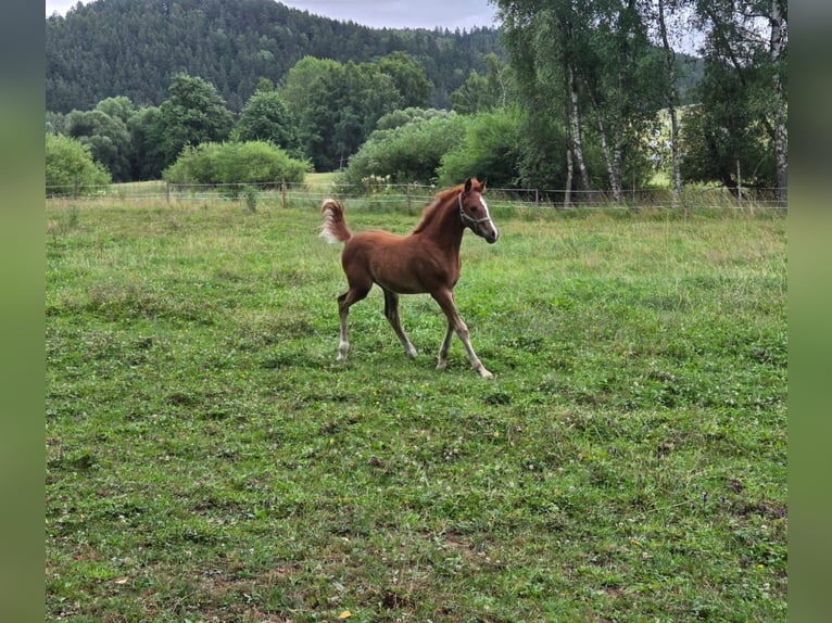 Welsh-PB Hengst 1 Jaar Donkere-vos in Chodová Planá