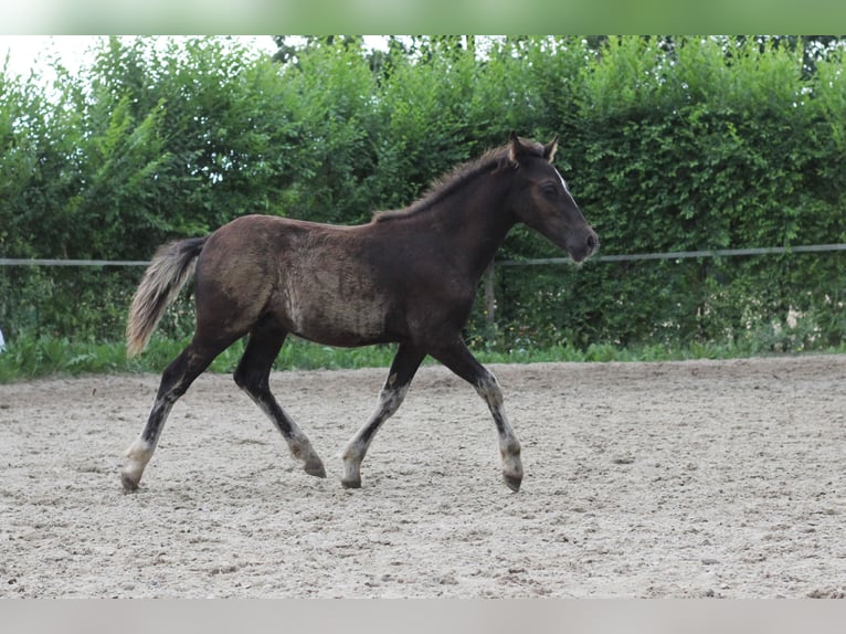 Welsh-PB Hengst 1 Jaar Falbe in Pisek