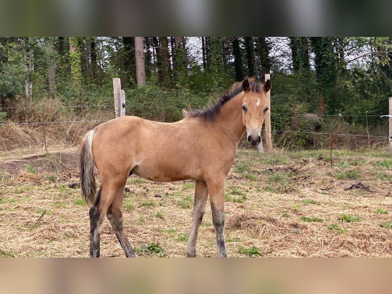 Welsh-PB Hengst 1 Jaar Falbe in Pont-Trambouze
