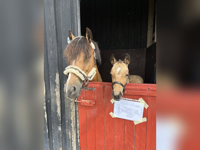Welsh-PB Hengst 1 Jahr 145 cm Buckskin in Haslev Welsh-PB Hengst 1 Jahr 145 cm Buckskin in Haslev