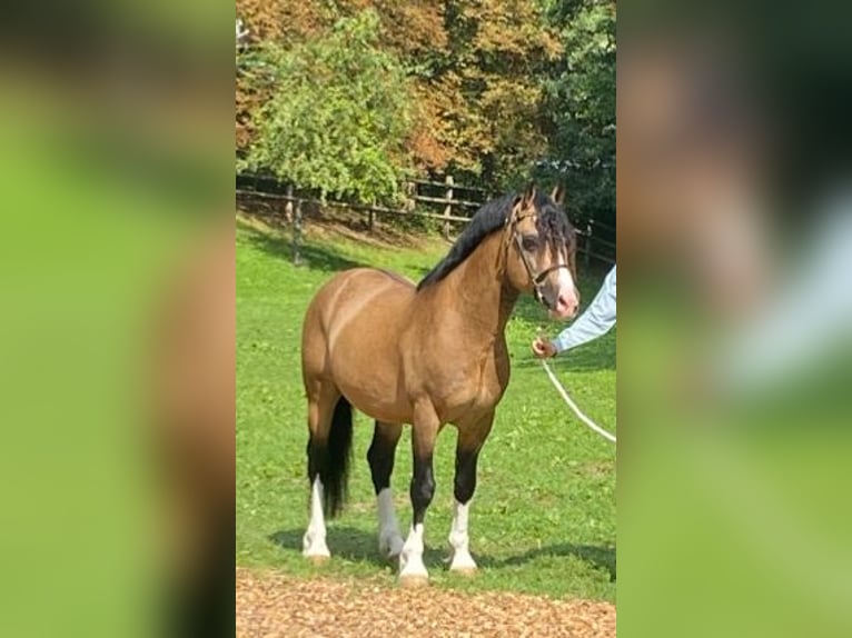 Welsh-PB Hengst 1 Jahr 150 cm Palomino in Norderstedt