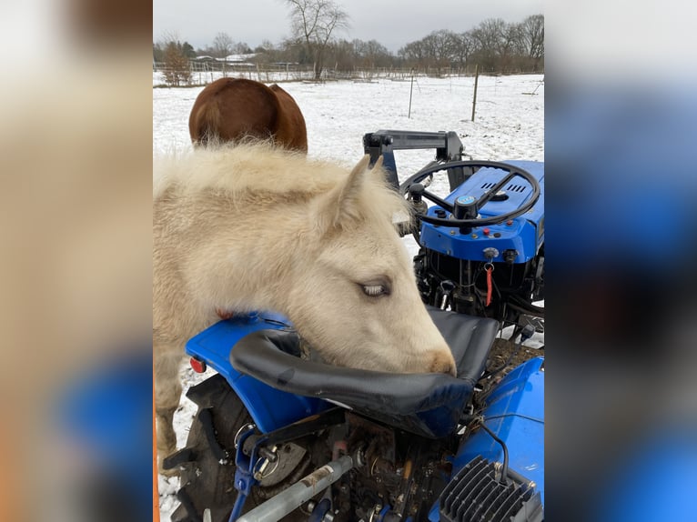 Welsh-PB Hengst 1 Jahr 150 cm Palomino in Norderstedt