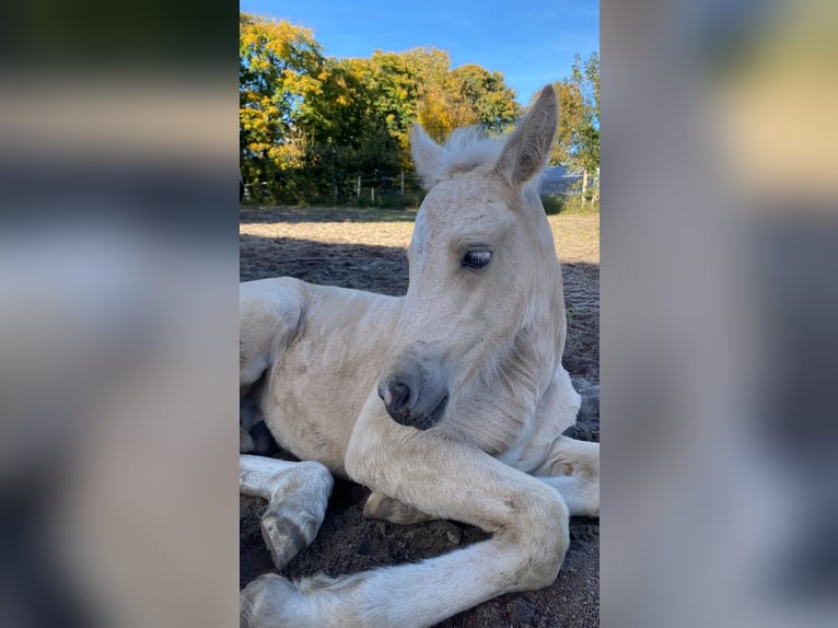 Welsh-PB Hengst 1 Jahr 150 cm Palomino in Norderstedt