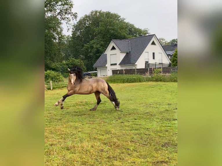 Welsh-PB Hengst 1 Jahr 150 cm Palomino in Norderstedt