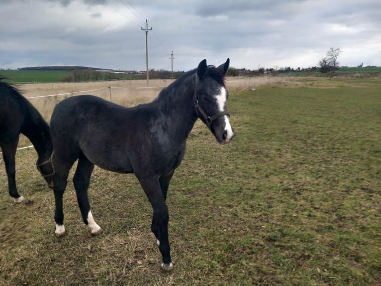 Welsh-PB Hengst 1 Jahr 150 cm White in Lichoceves - Prag