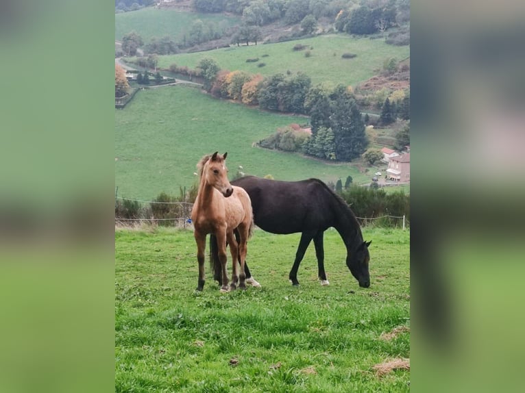 Welsh-PB Hengst 1 Jahr Falbe in Pont-Trambouze
